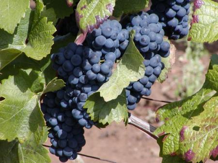 LISTRAC MEDOC